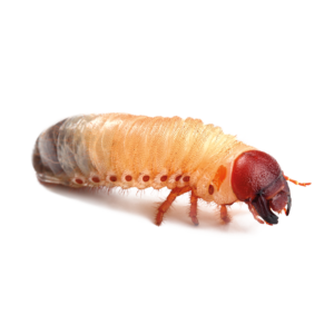 Larva di maggiolino
