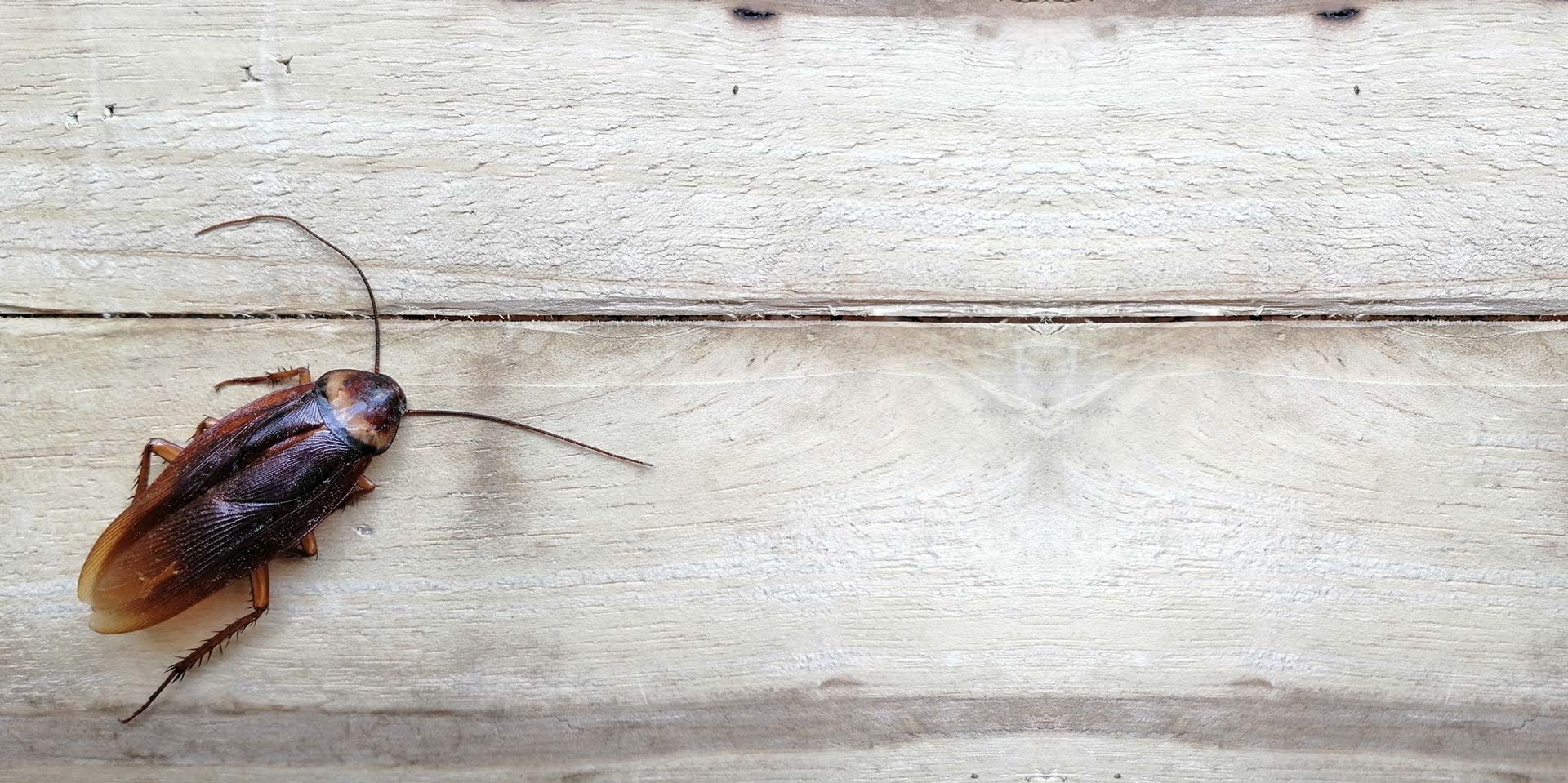 sfondo-slide-scarafaggi